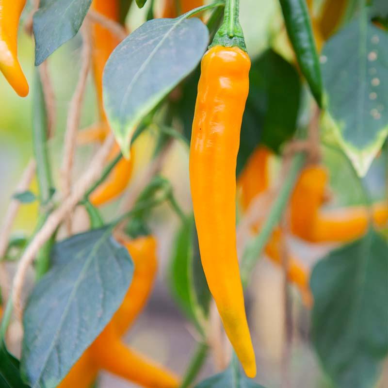 Peper 'Koh Tao' Biologisch - Feggies