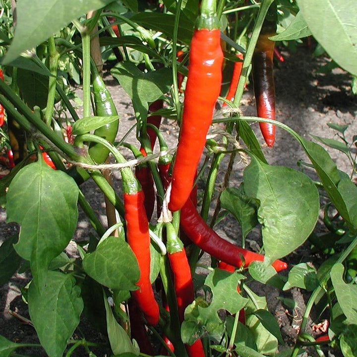 Chili 'Westlandse Lange Rode' Bio