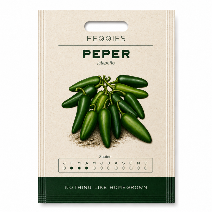 Chili Jalapeño – Bio-Chilisamen (scharf)