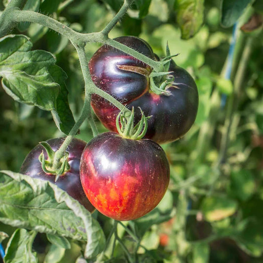 Indigo-Tomaten-Überzeugung