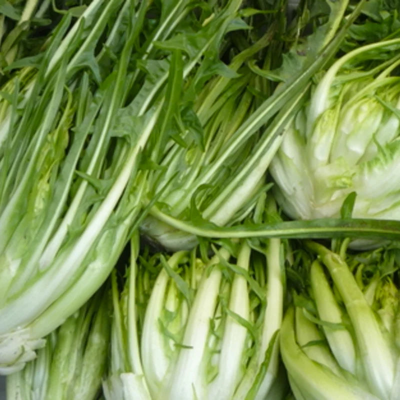 Puntarelle di Galatina (Cichorium intybus) – biologische zaden - Feggies