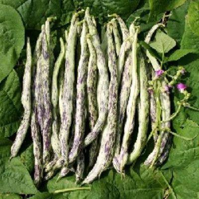 Stokslaboon À Rames La Vigneronne Biologisch - Feggies