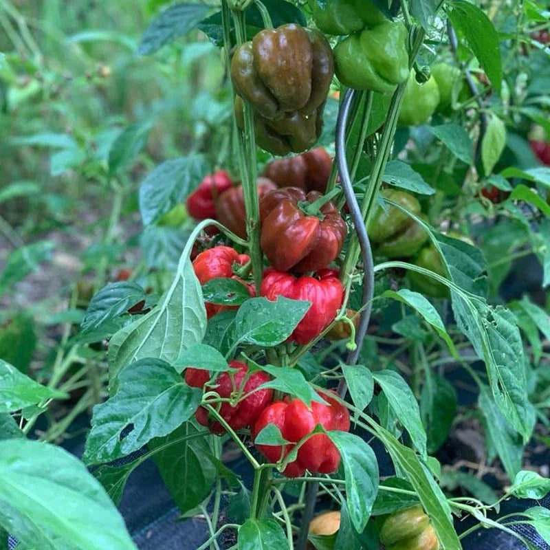 Rode Paprika Ampuis - Feggies