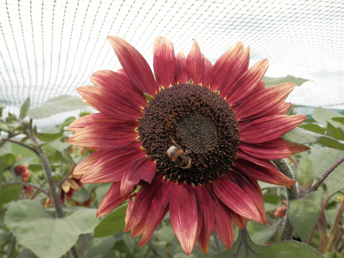 Rode zonnebloem biologische zaden - Feggies