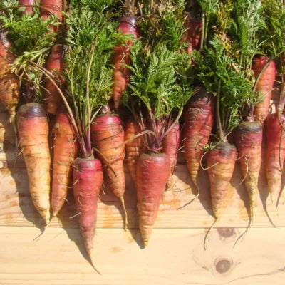 Karotte Rouge Sang Bio