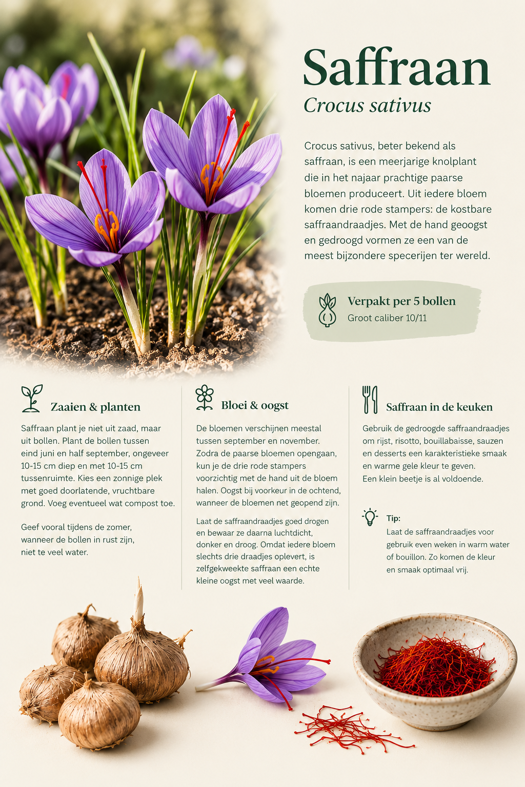 Bio-Safranknollen - 5 Stück