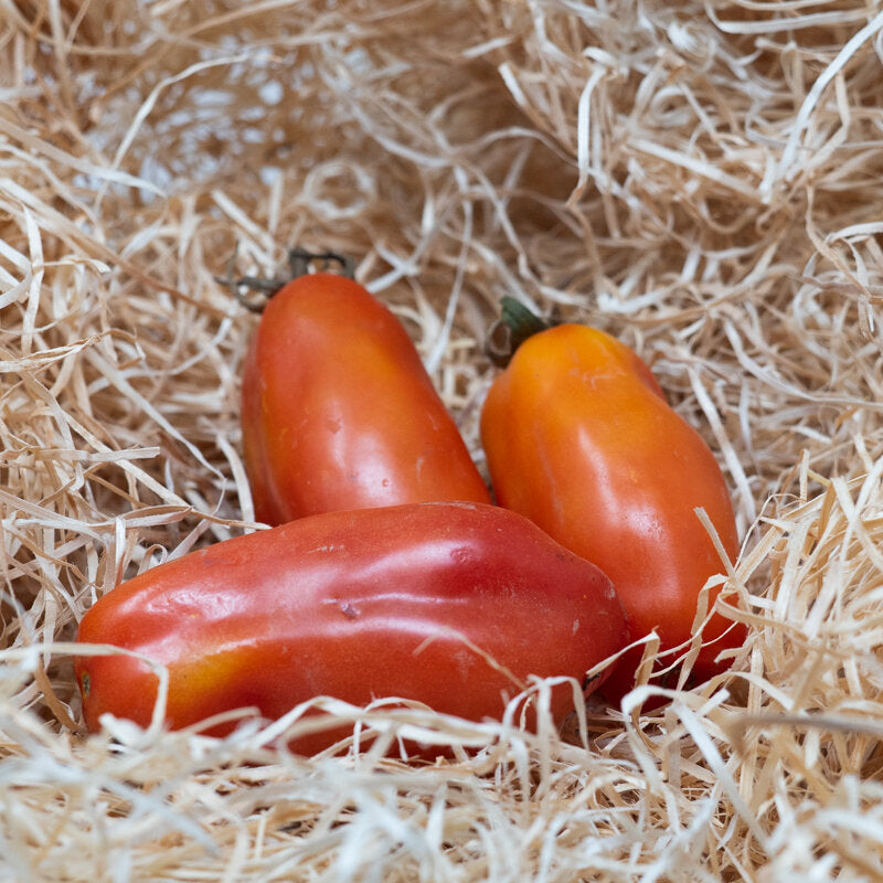San Marzano – biologische tomatenzaden (Heirloom) - Feggies