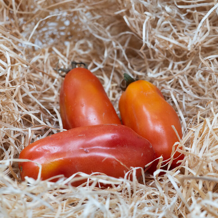 San Marzano – Bio-Tomatensamen (alte Sorte)