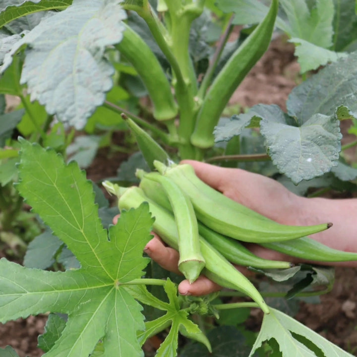 Okra Santa Cruz Bio-Samen