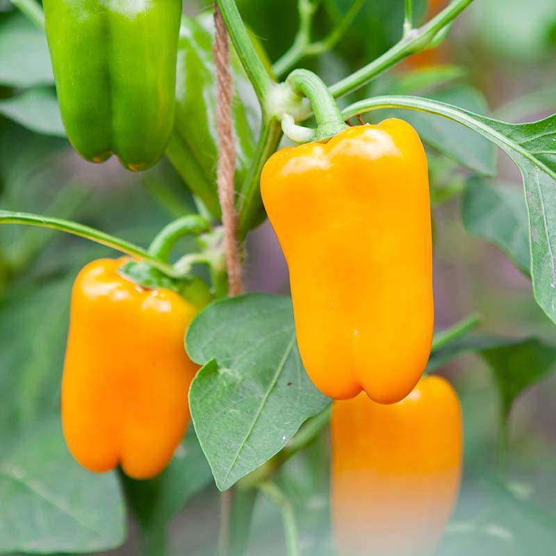 Snackpaprika 'Radja' Biologisch - Feggies