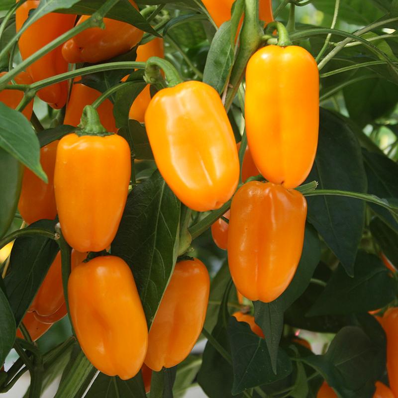 Snackpaprika 'Radja' Biologisch - Feggies