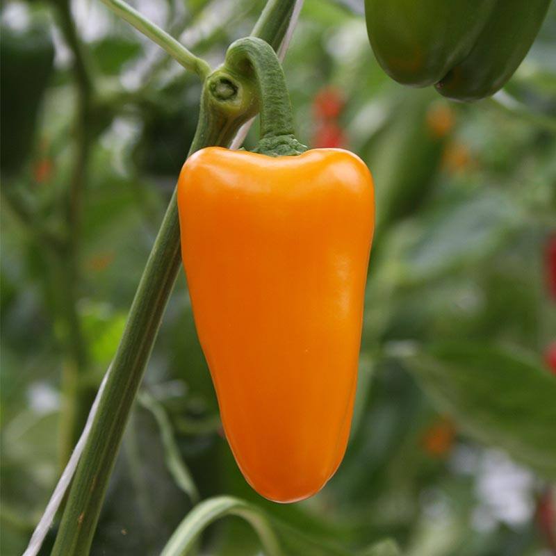 Snackpaprika 'Radja' Biologisch - Feggies
