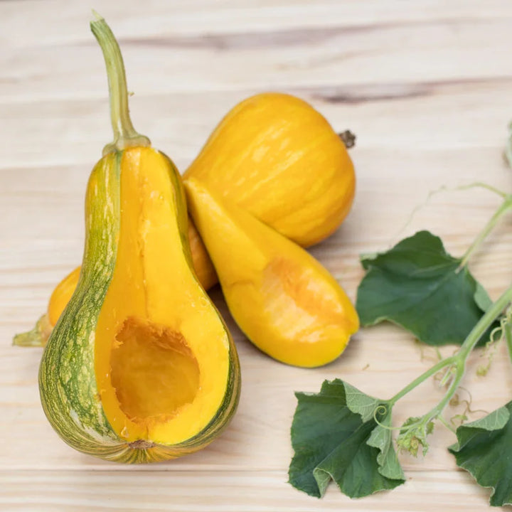 Butternut Sonca Orange Bio