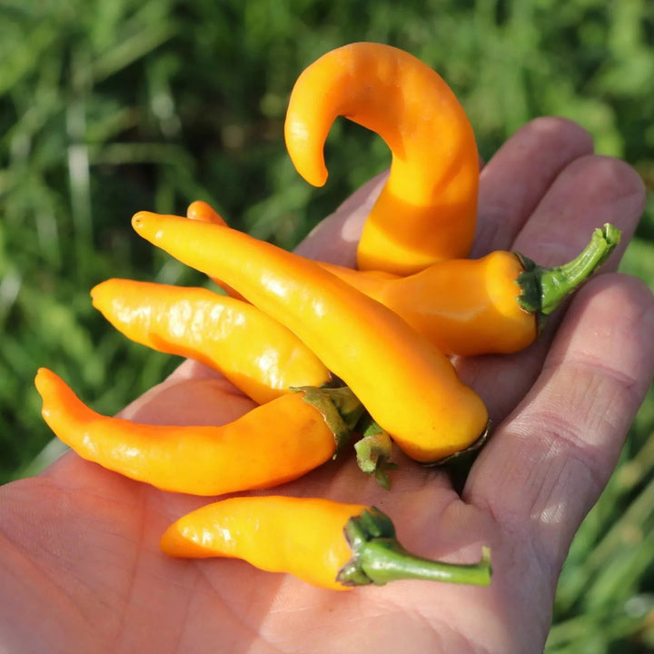 Bio-Chili Cayorange Samen