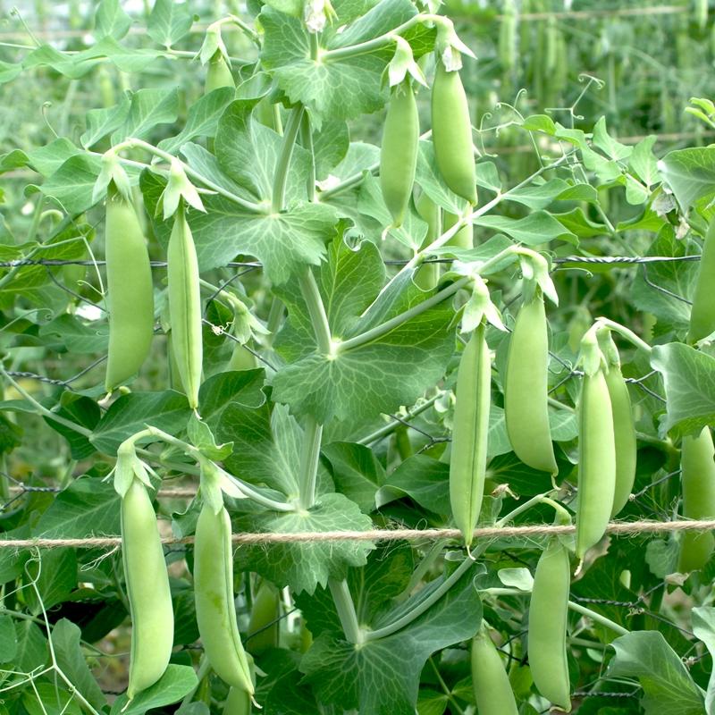 Sugarsnaps Nairobi Biologisch - Feggies
