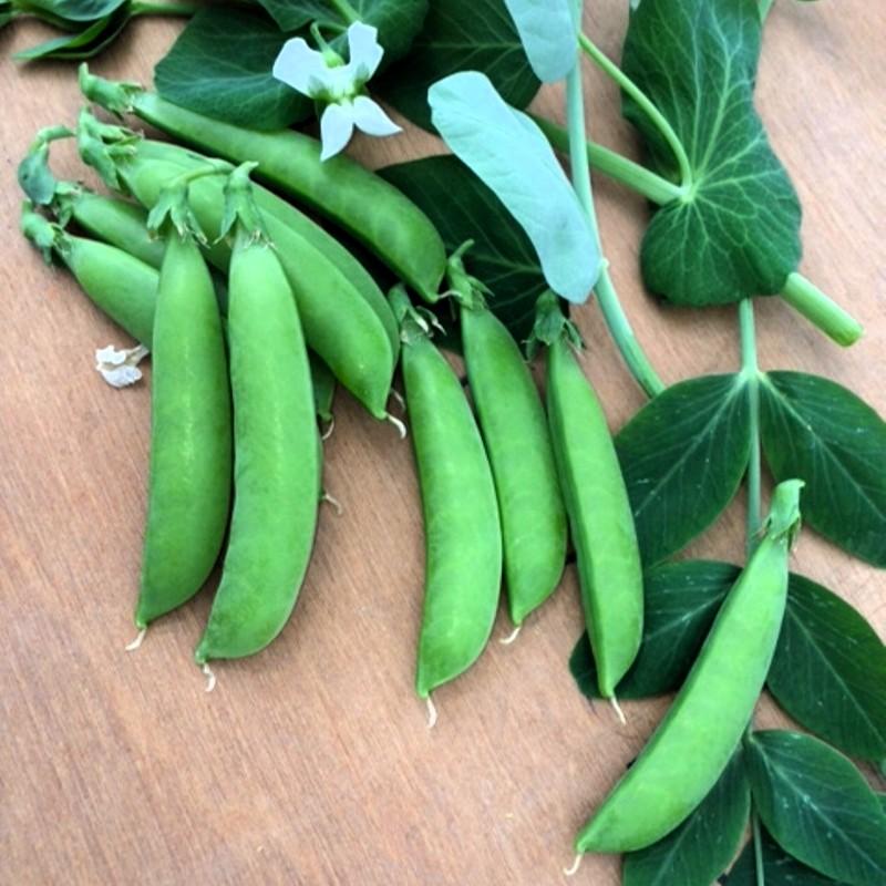 Sugarsnaps Nairobi Biologisch - Feggies
