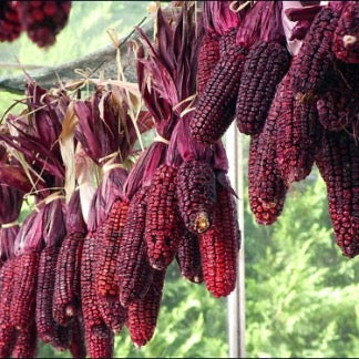 Zuckermais 'Martian Purple Red' (Zea mays) – Bio-Saatgut