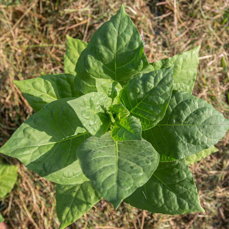 Tabak 'Tasova' (Nicotiana tabacum) – Bio-Saatgut