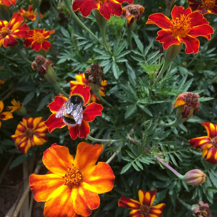 Studentenblume 'Kolibri' (Tagetes patula) – biologisches Saatgut