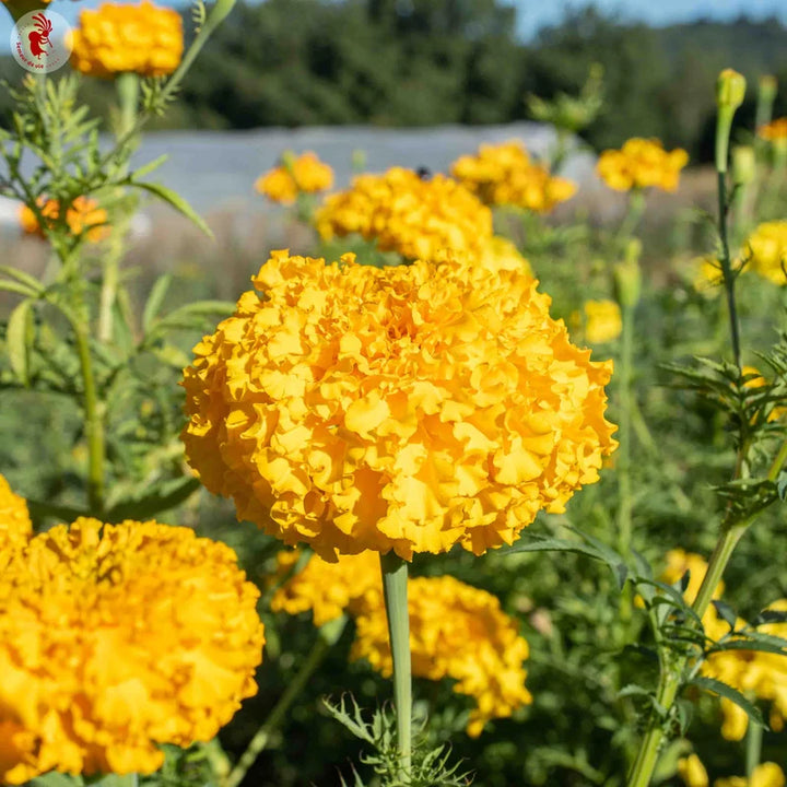 Tagetes Jack's Crackers Mix (Studentenblumen)