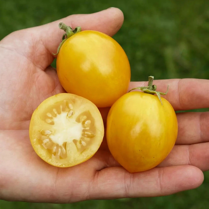 Tomate Tigerette Cherry Bio-Samen