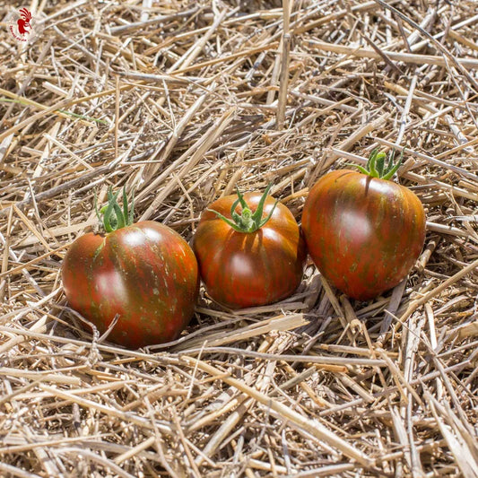 Buntes Tomaten-Schwarz- und Braunschwein
