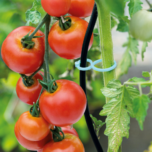 Tomatenklammern 15 Stück