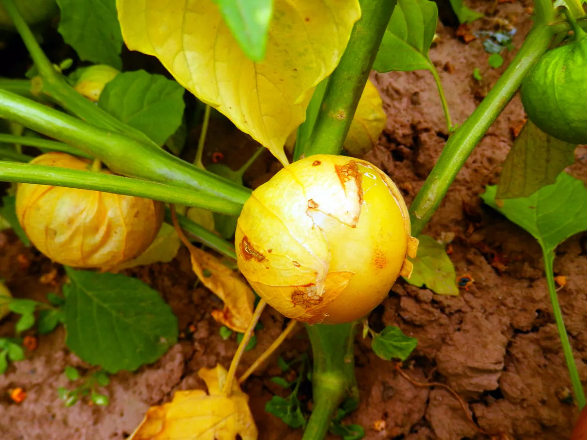 Tomatillo ‘Aurora’ (Physalis ixocarpa) – biologische zaden - Feggies