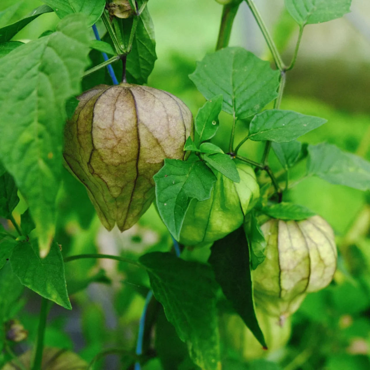 Tomatillo / Toma verde (Physalis ixocarpa) – Bio-Samen