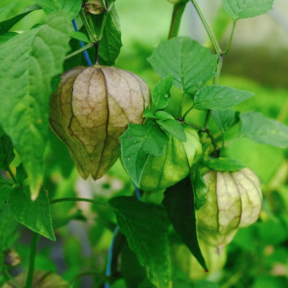 Tomatillo / Toma verde (Physalis ixocarpa) – Bio-Samen