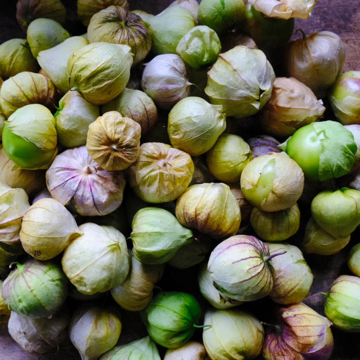 Tomatillo / Toma verde (Physalis ixocarpa) – biologische zaden - Feggies