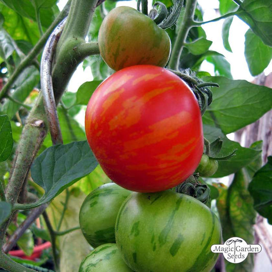 Tomaten-Tigerella-Samen Bio 