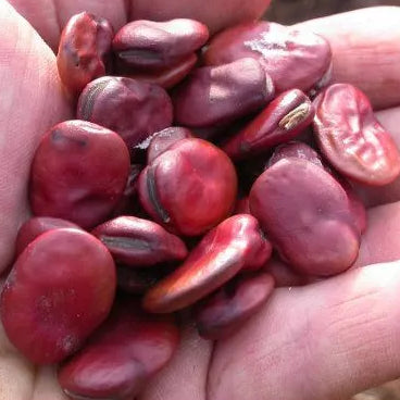 Tuinboon ‘Red Epicure’ (Vicia faba) – biologische zaden - Feggies
