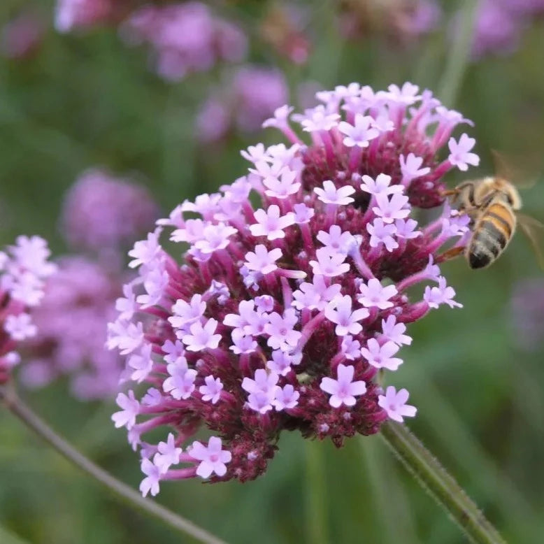 IJzerhard / Verbena (Verbena officinalis) – biologische zaden - Feggies