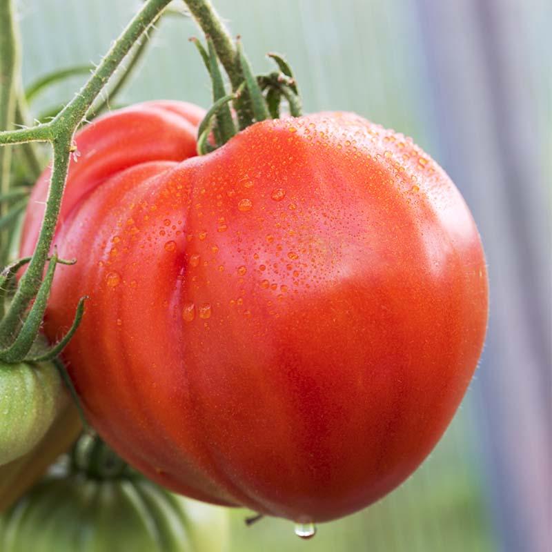 Vleestomaat 'Coeur de Boeuf'  Biologisch - Feggies