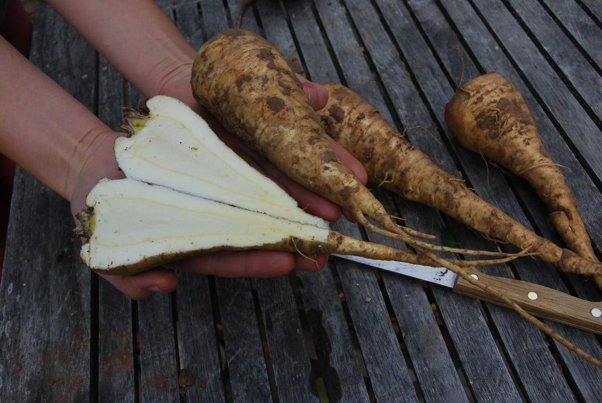 Pastinaak ‘White King’ (Pastinaca sativa) – biologische zaden - Feggies