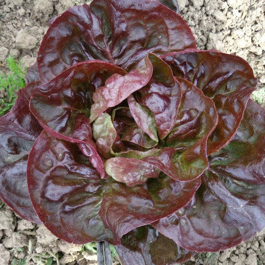 Wintersalat Roter Butterkopf (Maribor) Bio-Samen