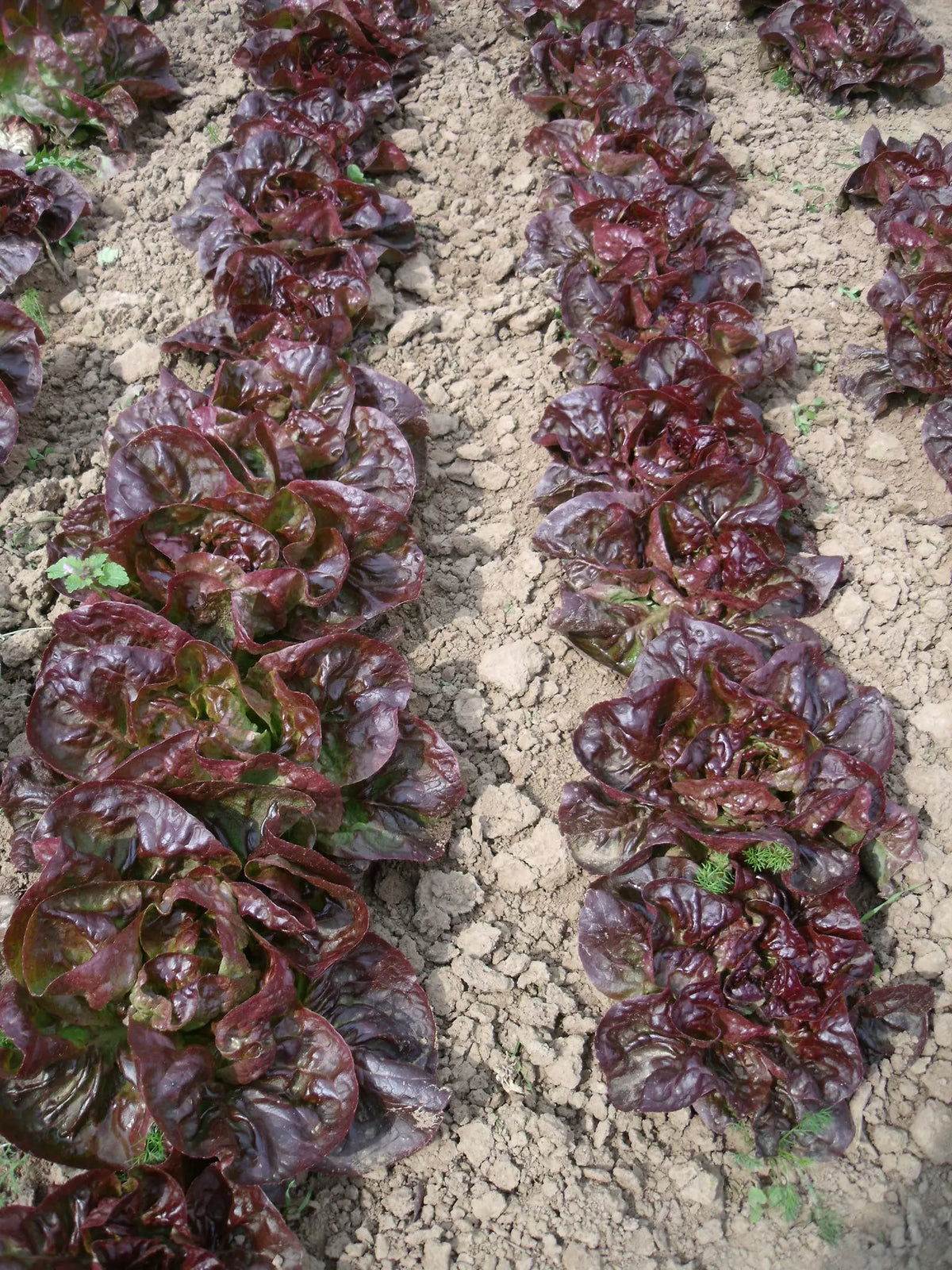 Wintersalade Rode Boterkop (Maribor) biologische zaden - Feggies