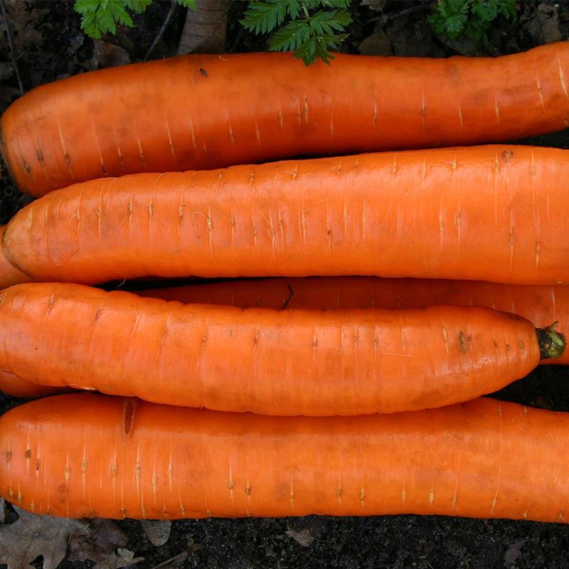 Winterwortel Flakkee 2 Biologisch - Feggies