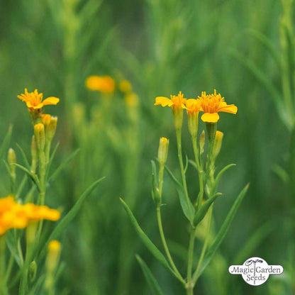 Tagetes Lucida (mexikanische Estragon) Samen Bio