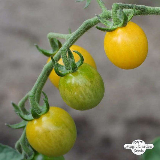 Gelbe Wildtomatensamen Bio 