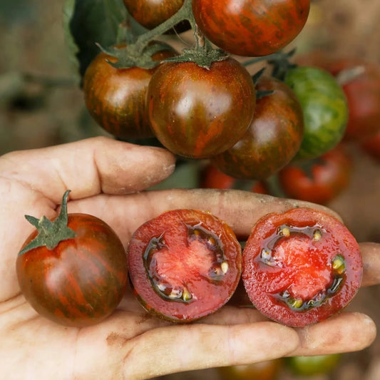 Tomaten-Zebranelle-Bio-Samen