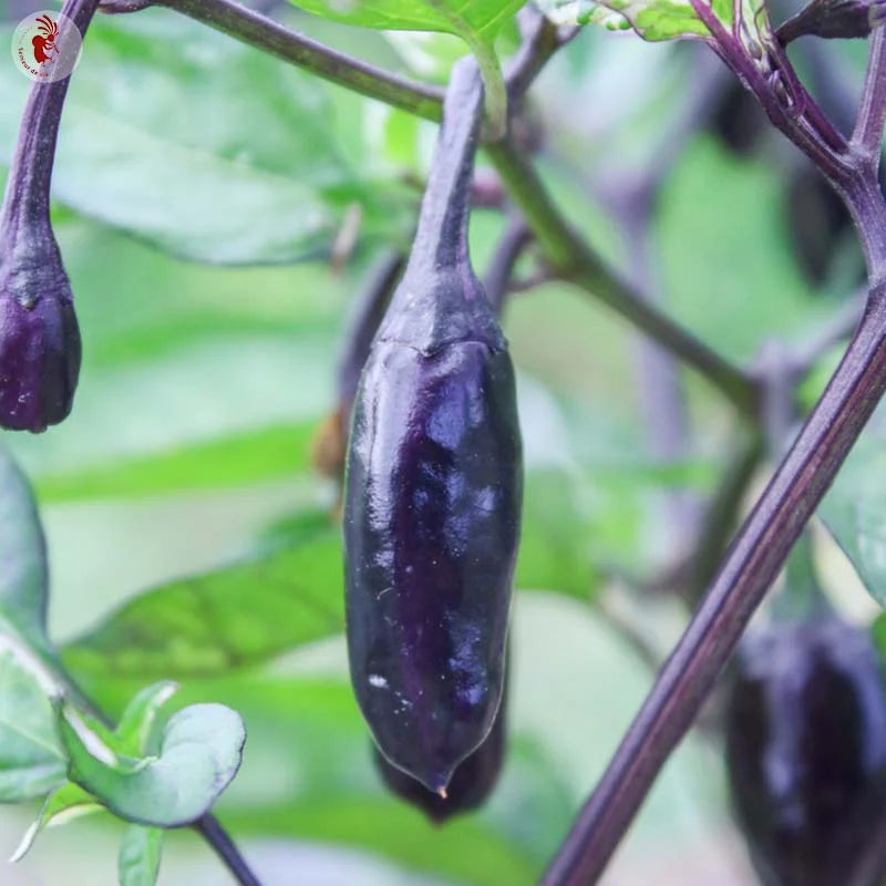 Hete Peper Variegata (Trifetti) Biologisch - Feggies