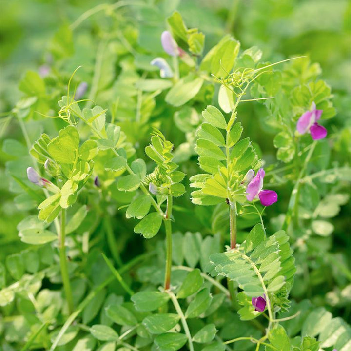Sommerwicke - Gründüngung Bio 