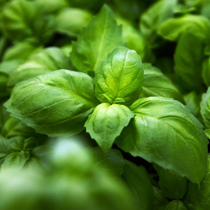 Anijsbasilicum 'Ah Nice' Biologisch - Feggies