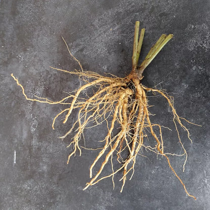 Ashwagandha / Winterkirsche (Withania somnifera) – Bio-Samen