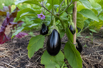 Aubergine black beauty – biologische auberginezaden (glanzend paars)