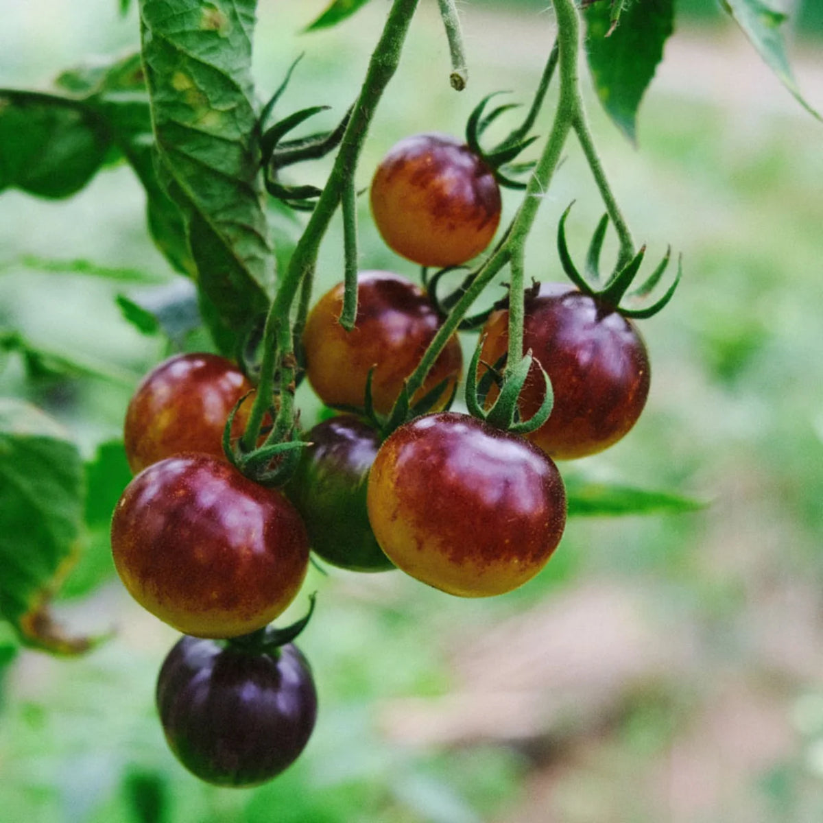 Awesome Emma Cherry – biologische cherrytomatenzaden - Feggies