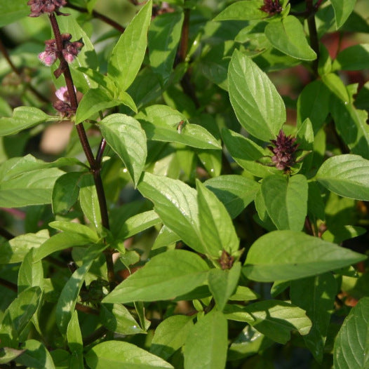 Basilicum Thai zaden biologisch - Feggies