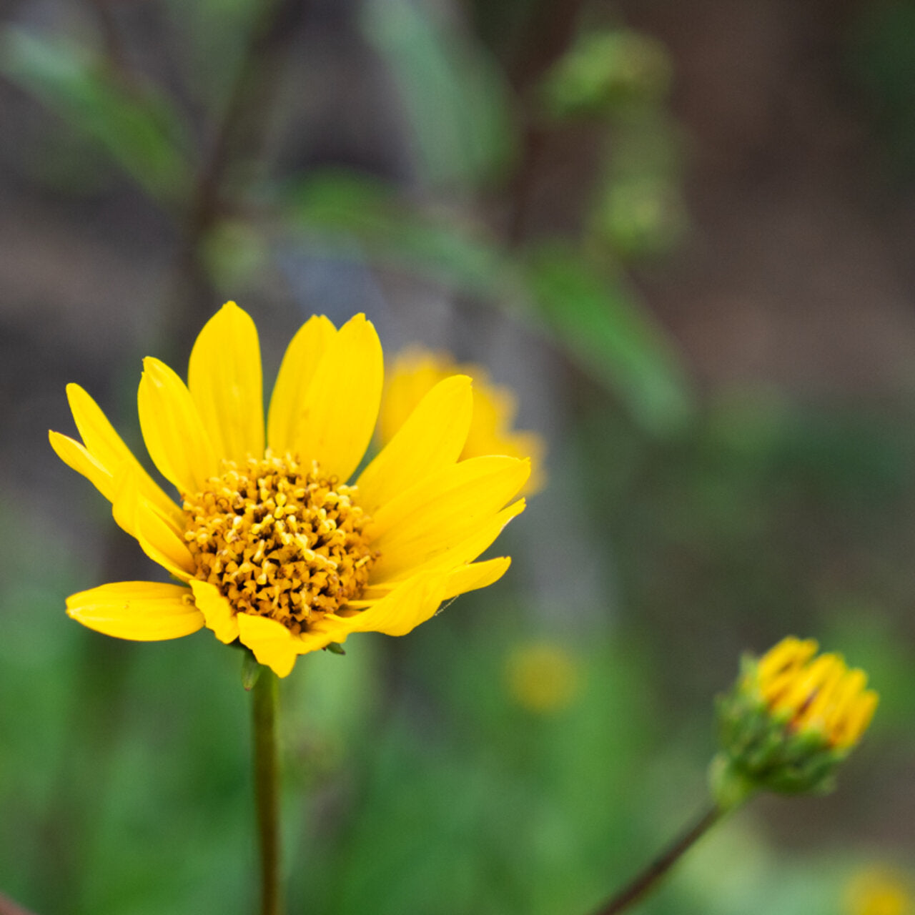 Berg-Arnika (Arnica montana) – Bio-Samen
